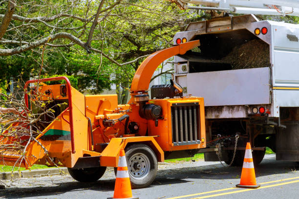 Best Hazardous Tree Removal  in Duson, LA