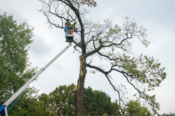 Best Tree Cabling and Bracing  in Duson, LA